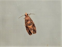 Lobesia physophora