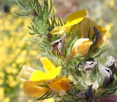 Aspalathus asparagoides
