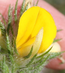 Aspalathus asparagoides