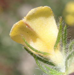 Aspalathus asparagoides
