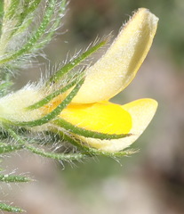 Aspalathus asparagoides