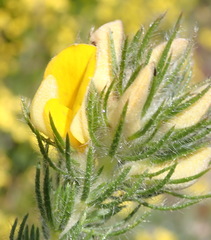 Aspalathus asparagoides