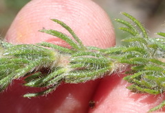 Aspalathus asparagoides