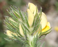 Aspalathus asparagoides