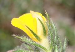 Aspalathus asparagoides