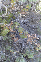 Artemisia spinescens