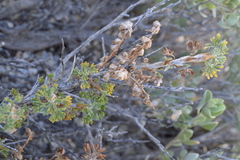 Artemisia spinescens