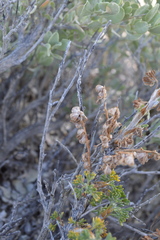 Artemisia spinescens