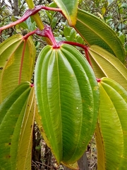 Meriania nobilis