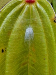 Meriania nobilis