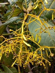 Palicourea lineariflora