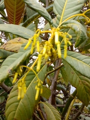 Palicourea lineariflora