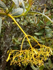 Palicourea lineariflora