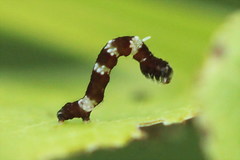 Cepphis advenaria