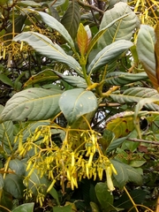 Palicourea lineariflora