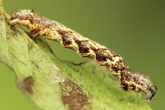 Cepphis advenaria