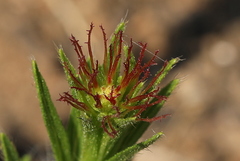 Acalypha angustata