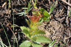 Acalypha angustata