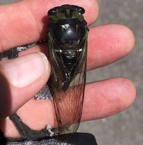 Swamp cicada