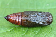 Cepphis advenaria