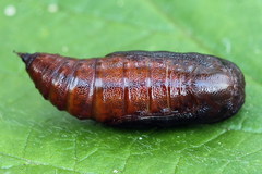 Cepphis advenaria