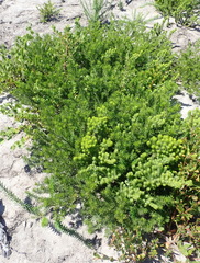 Psoralea vanberkelae