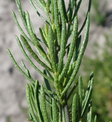 Psoralea vanberkelae
