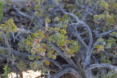 Artemisia spinescens