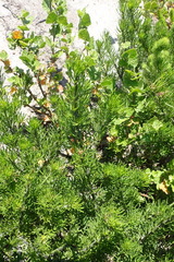 Psoralea vanberkelae