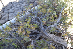 Artemisia spinescens