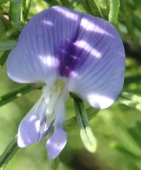 Psoralea vanberkelae