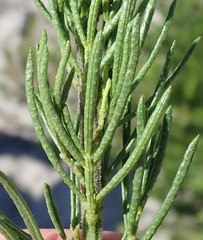Psoralea vanberkelae
