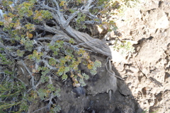 Artemisia spinescens