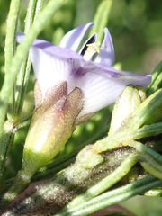 Psoralea vanberkelae