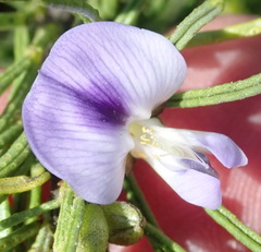 Psoralea vanberkelae