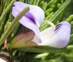 Psoralea vanberkelae