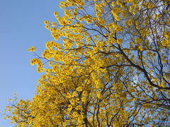 Handroanthus