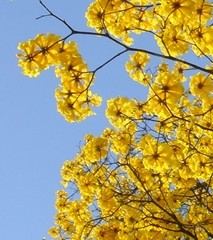 Handroanthus