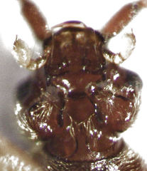 Sagola notabilis