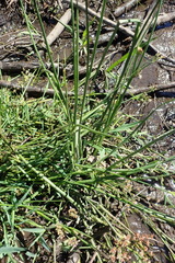 Juncus oxycarpus