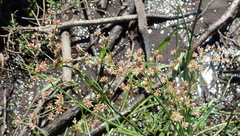 Juncus oxycarpus