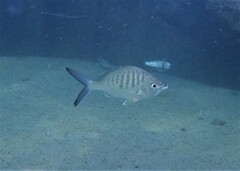 Pacific Yellowfin Mojarra photo 2