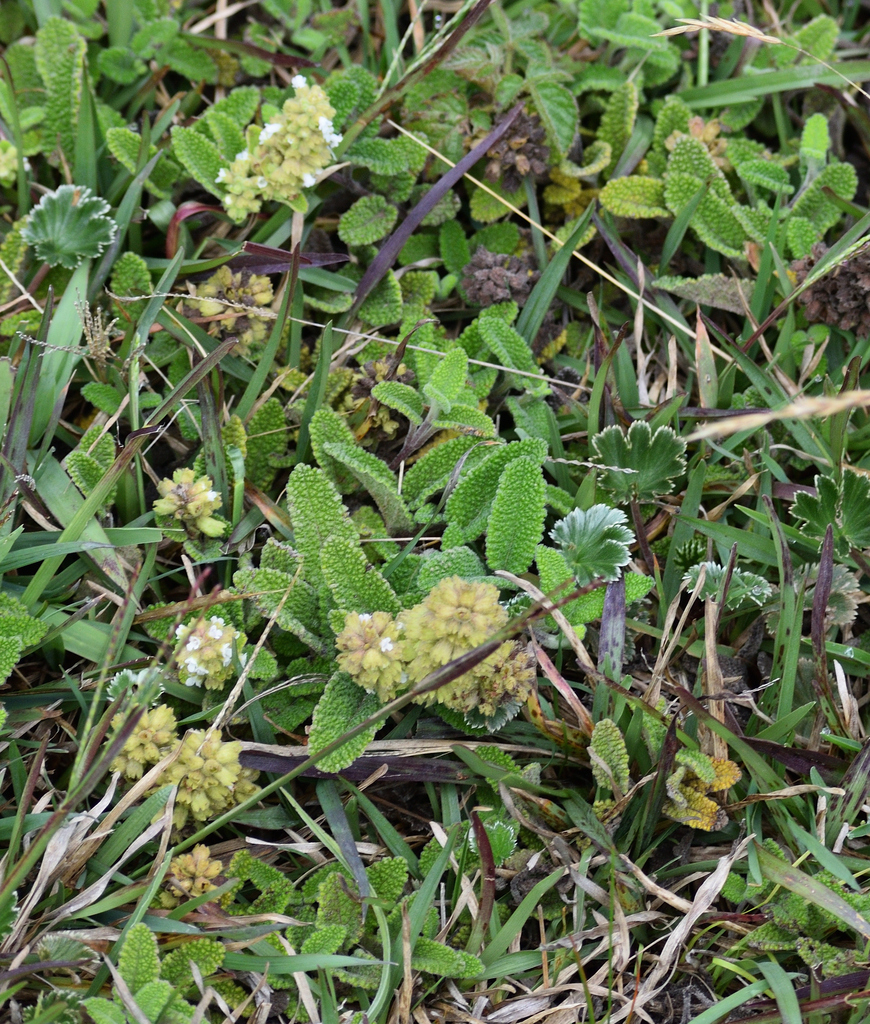 Lepechinia rufocampi