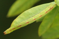 Chlorissa viridata