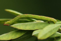 Chlorissa viridata