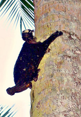Philippine Flying Lemur photo 5