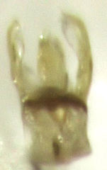Sagola notabilis