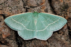 Chlorissa viridata