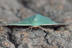 Chlorissa viridata