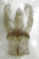 Sagola notabilis